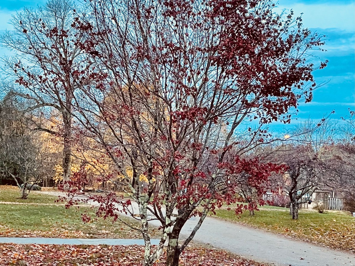 Ode to a Red&nbsp;Maple